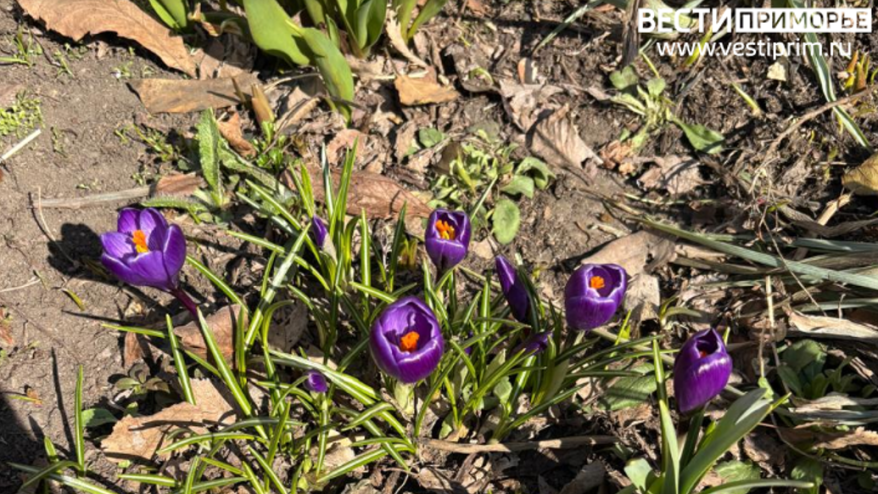 Апрель стартует с по-весеннему тёплой погоды в Приморье