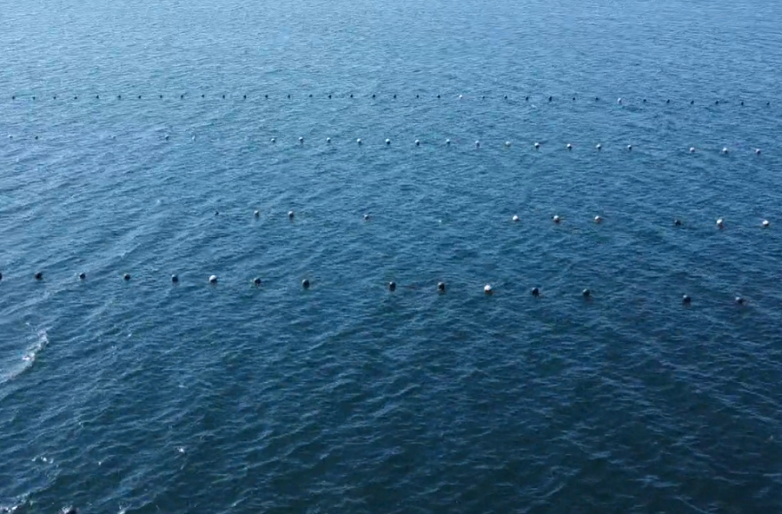 Приморский край наращивает объёмы выращивания гидробионтов. Интервью