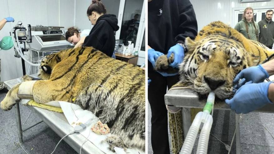 Конфликтного тигра отловили в Приморье