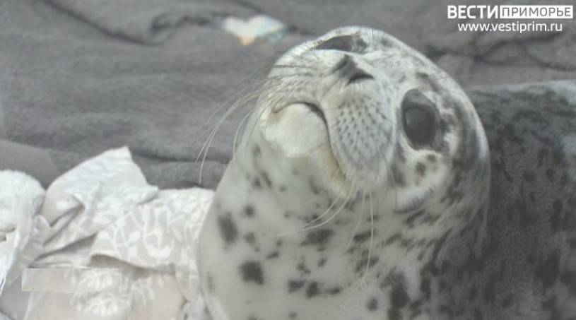 На казенном довольствии новые пациенты реабилитационного центра «Тюлень» в Приморье