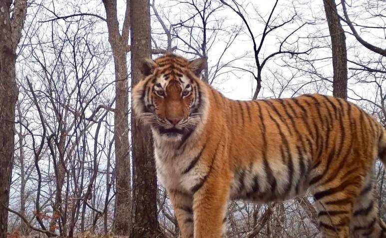 Дашь номер мастера по бровям? Задумчивый взгляд тигра попал в поле фотоловушки нацпарка