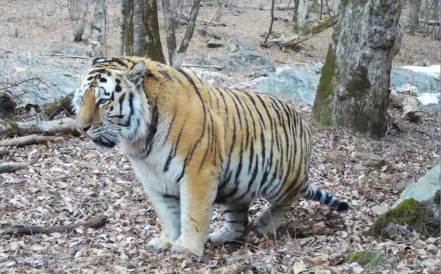 Тигр с «широкой костью» попал в поле фотоловушки в Приморье