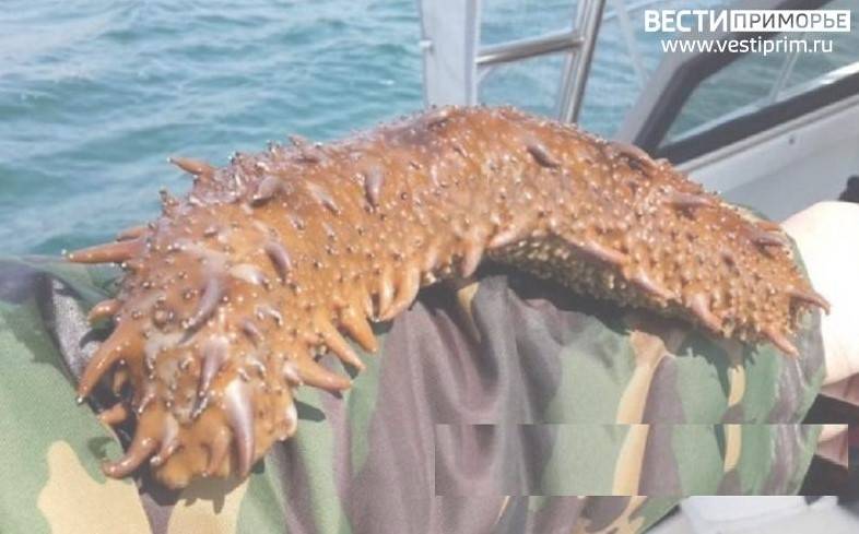 Канал контрабанды сушеного трепанга в Китай перекрыли таможенники на Дальнем Востоке