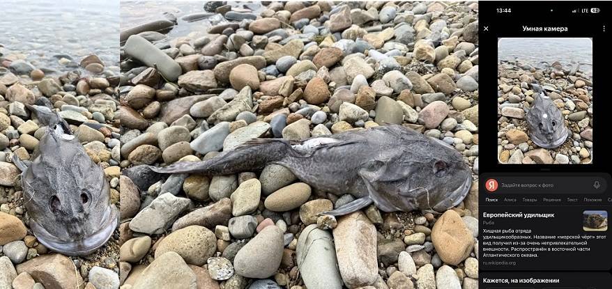 «Морское чудовище» вынесло на берег Уссурийского залива