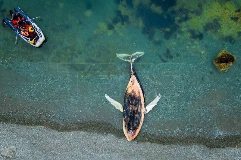 Тушу кита отбуксировали от побережья Находки