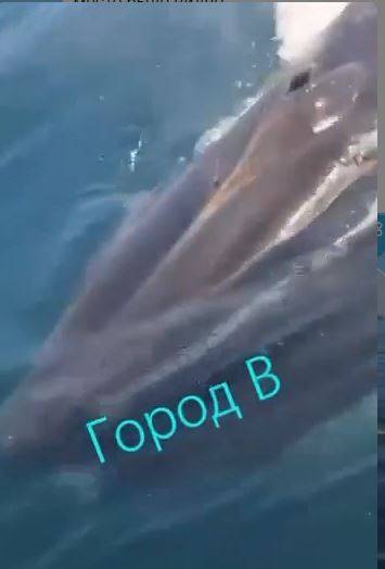 Огромный кит заплыл в акваторию Владивостока