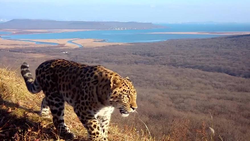 Леопард попал на видео на фоне мостов Владивостока