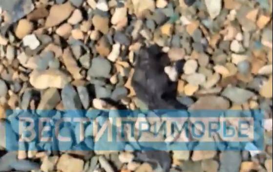Десятки трупов на пляже: ученые провели расследование после публикации «Вести: Приморье»