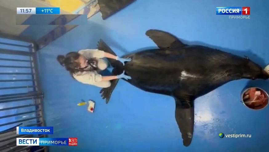 Три раза в день получает массаж морской котик Паша в Приморском океанариуме