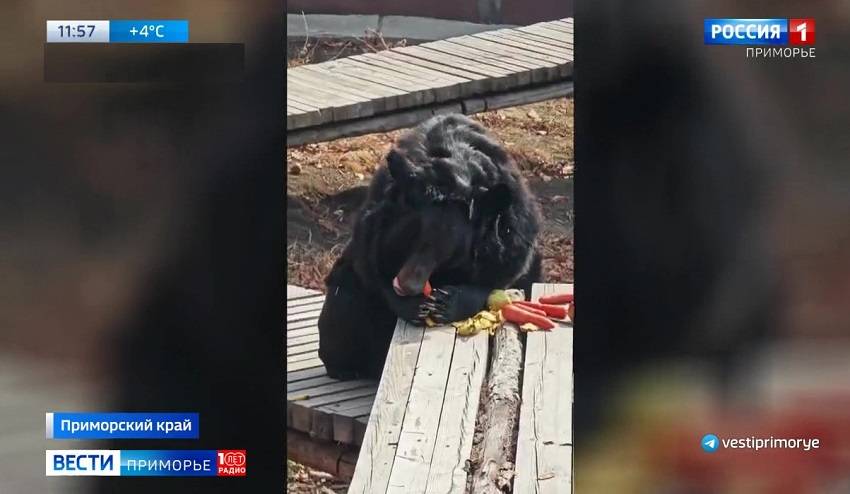 В Приморье начали просыпаться косолапые