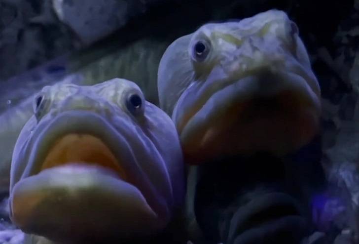 Приморский океанариум показал вид редкой рыбы без чешуи