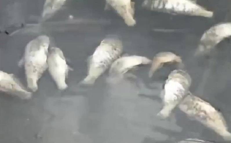 «Там тысячи трупов»: массовая гибель рыбы в Приморье