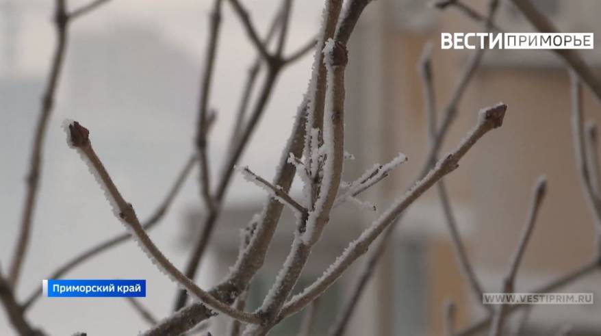 Дождь, местами со снегом: обманчивая весна покажет свой характер в Приморье