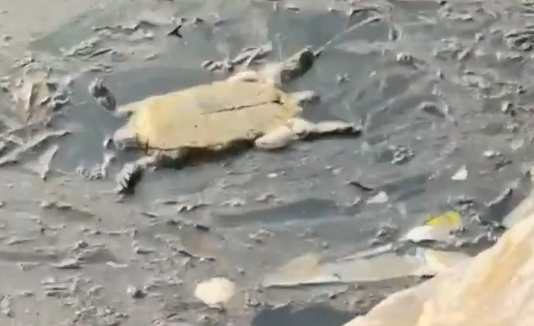 Во Владивостоке погибли обитатели знаменитого черепашьего озера