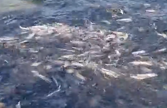 "Берите ведра и бегите": косяк рыбы вызвал ажиотаж у побережья Владивостока