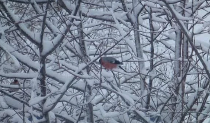 Дождь уже переходит в снег: днем влияние циклона усилится в Приморье