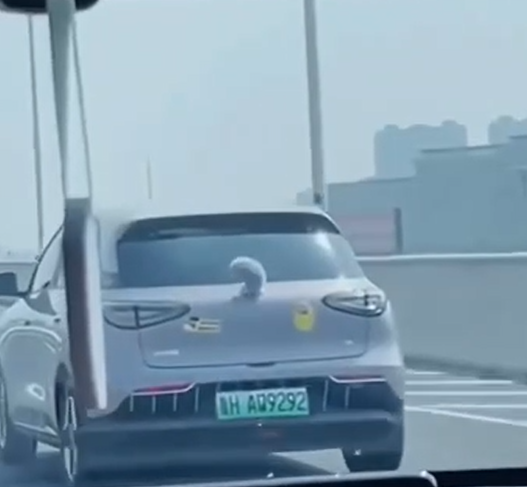 Фурри-мобили: необычный автотренд набирает популярность в соседнем Китае