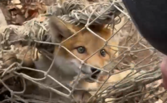 Лисенок попал в ловушку во Владивостоке