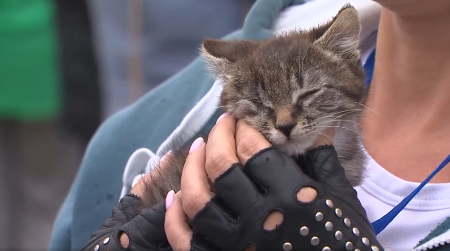 «Любить, кормить, не выбрасывать»: интервью о выставке-раздаче животных во Владивостоке