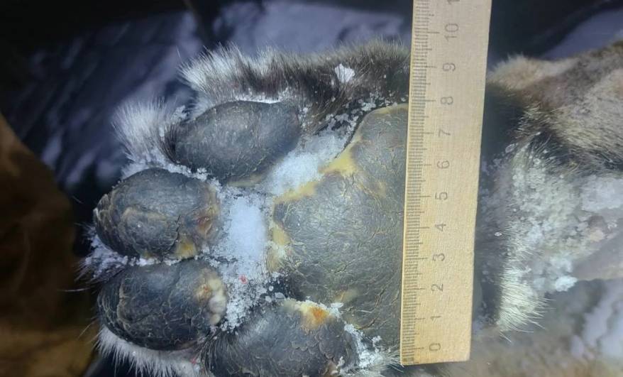 В Приморье прокуратура оспорит мягкий приговор за убийство амурского тигра