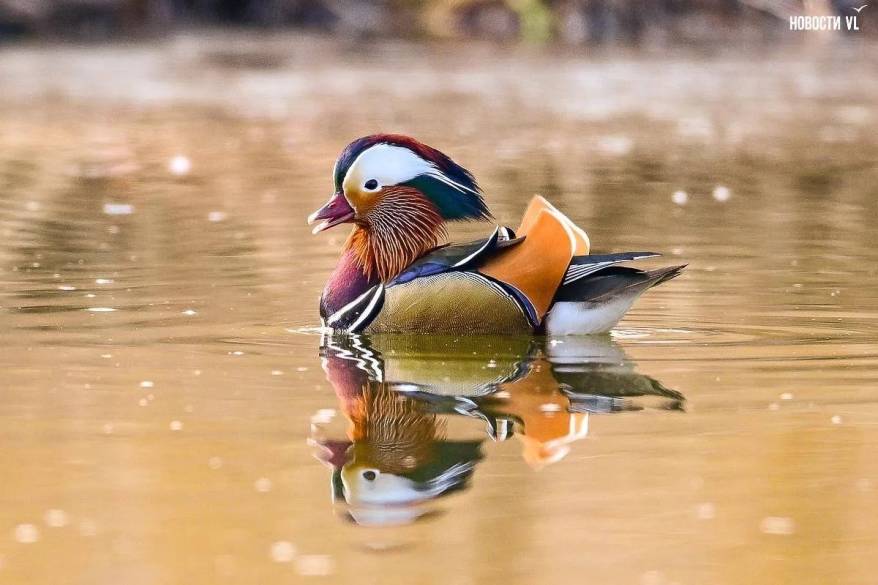 В Приморье после зимовки вернулись редкие краснокнижные утки-мандаринки