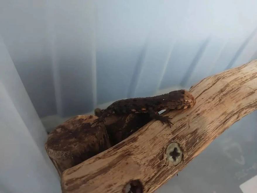 Впервые в истории разведения рептилий в Приморье в неволе родились крокодиловые шинезавры