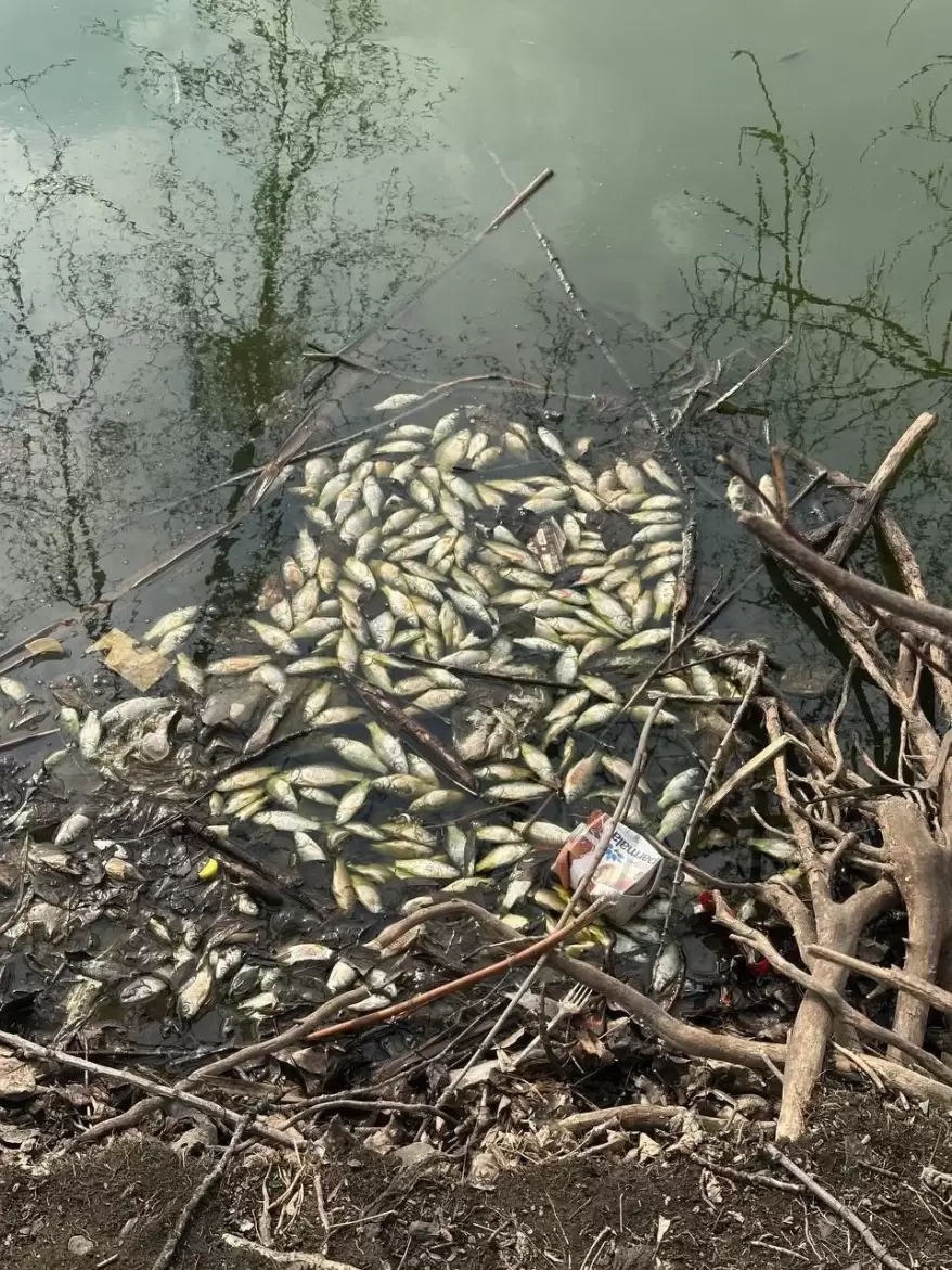 Массовый мор рыбы зафиксирован в озере Партизанска