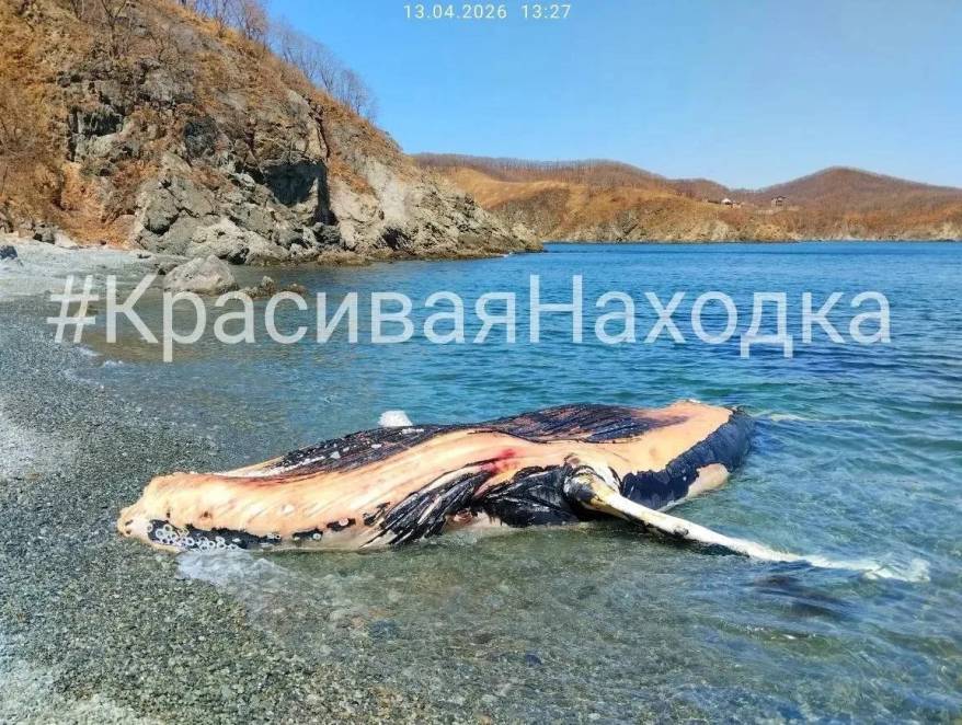 Тушу морского гиганта выбросило на берег Находки