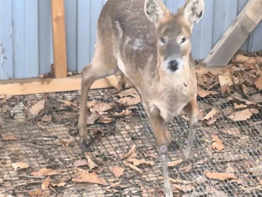 Уникального водяного оленя спасают в Приморье
