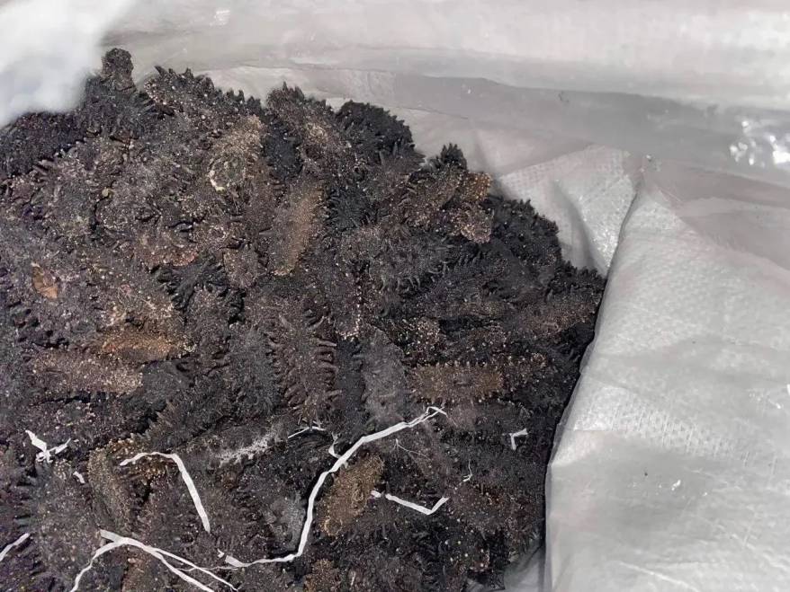 Сотрудники ФСБ изъяли из незаконного оборота в Приморье более 30 кг сушеного трепанга