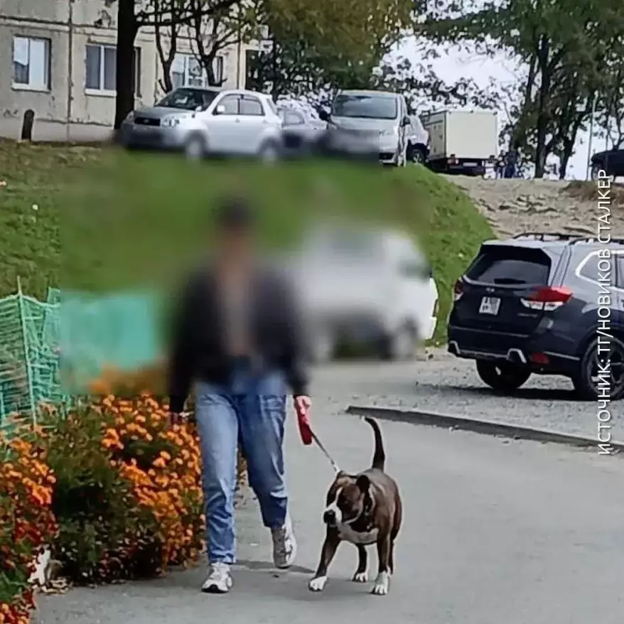 Стафф на самовыгуле терроризирует людей и животных во Владивостоке