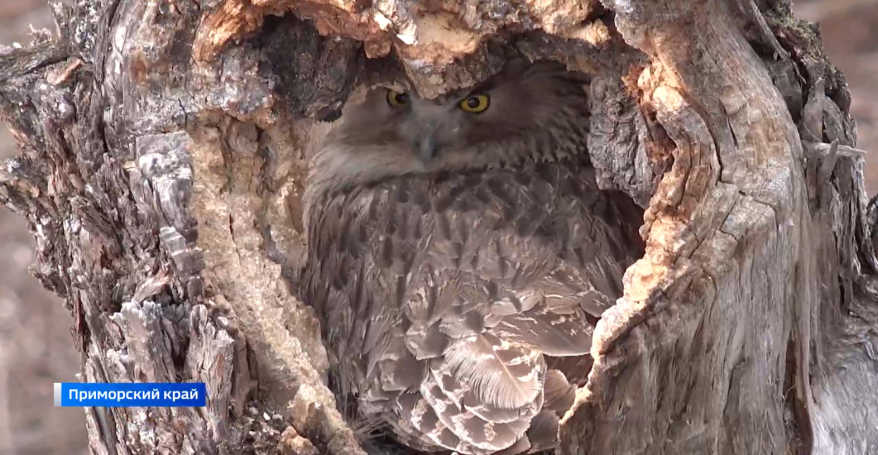 Ученые просят помощи у приморцев в поиске мест гнездования редчайших птиц