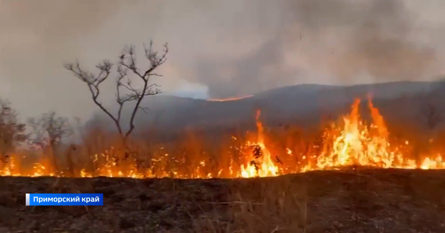 Штрафы до 2 млн: в Приморье ужесточают меры по борьбе с пожарами