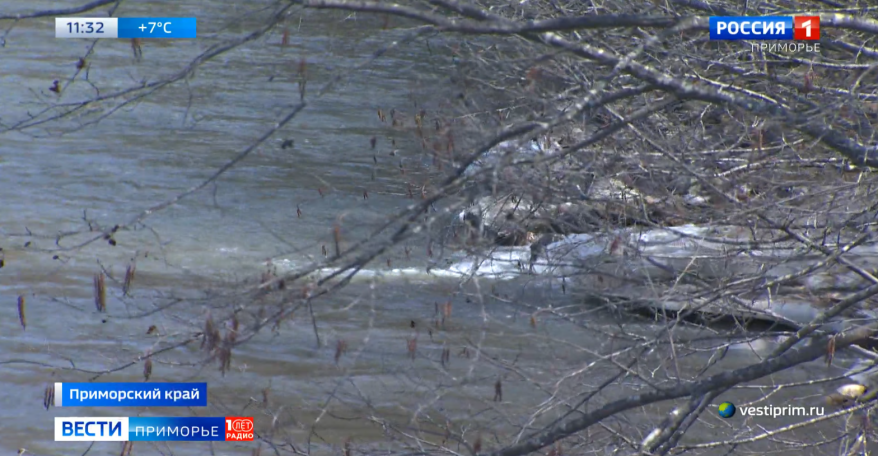 Дождливый апрель осложнит паводковую обстановку в Приморье