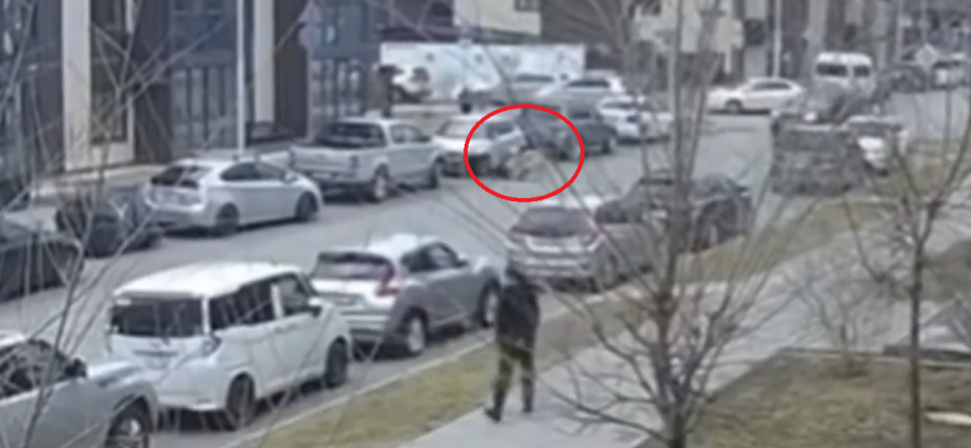 Две большие псины напали на ребенка с собачкой в Приморье