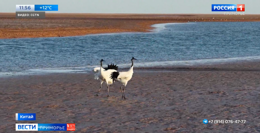 Танец тысячи птиц: удивительное явление наблюдают жители Китая
