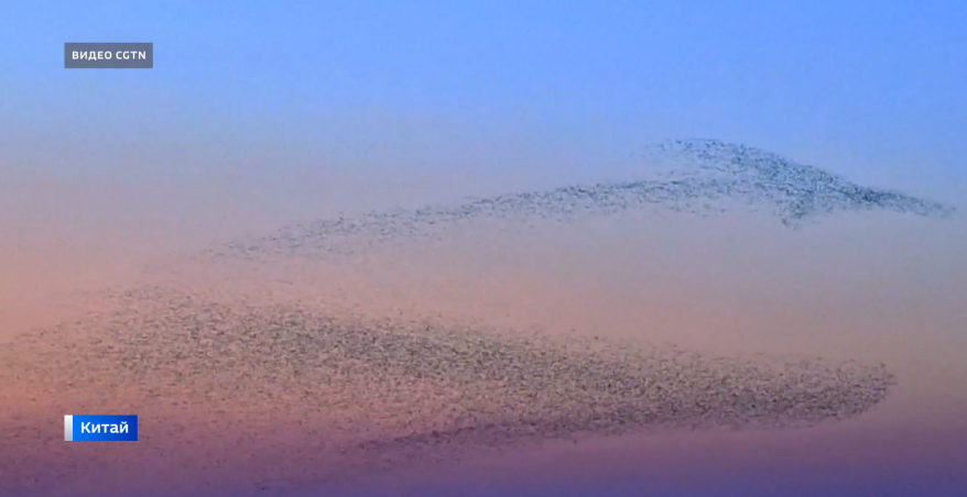 Причудливые узоры в небе над Китаем создают тысячи перелетных птиц