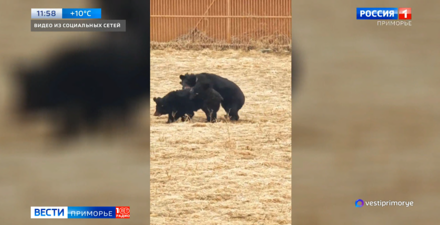 Медведи устроили борцовский чемпионат в приморском зоопарке