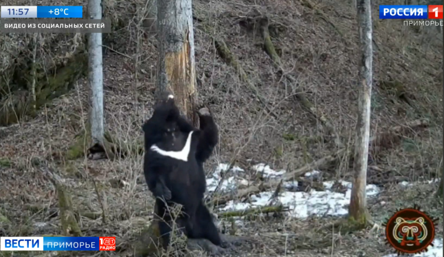 В России медведей пересчитают по нагрудному «галстуку»