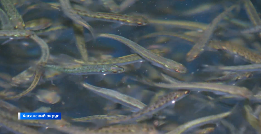 Более двух миллионов мальков кеты выпустили в Японское море в Приморье