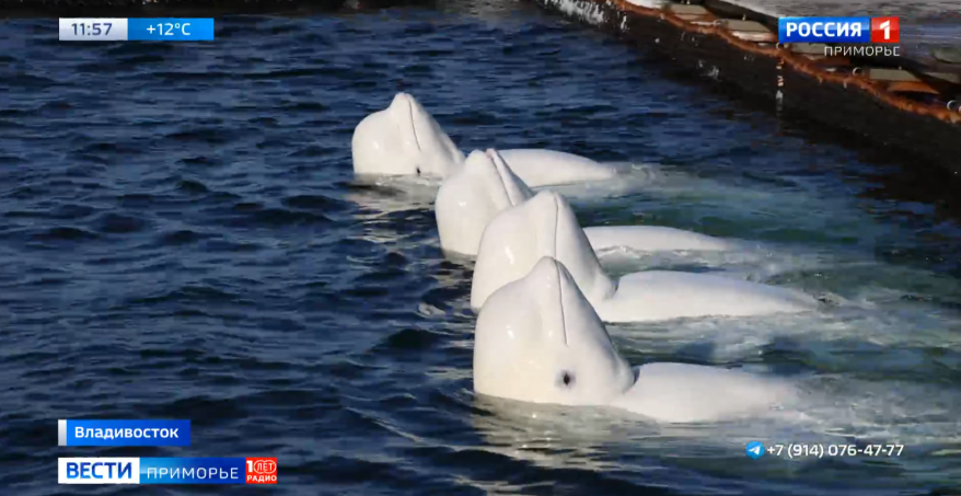 Внешне одинаковые, но разные характеры: интересные факты из жизни белух Приморского океанариума