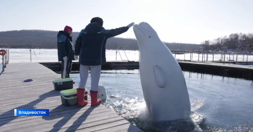 "Милого узнаю по походке: как белухи распознают своих тренеров в Приморском океанариуме?