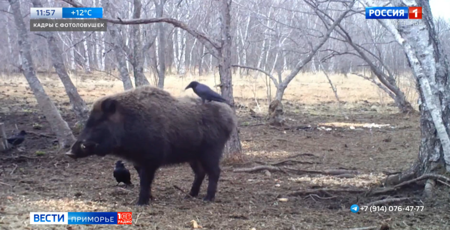 Вороны устроили массаж кабанам в Приморье