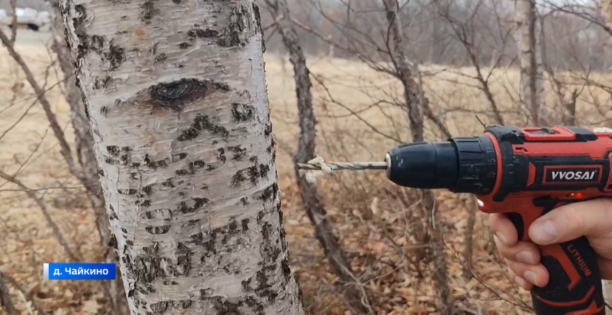 Плачут берёзы: как березовый сок превращается в полезный продукт?