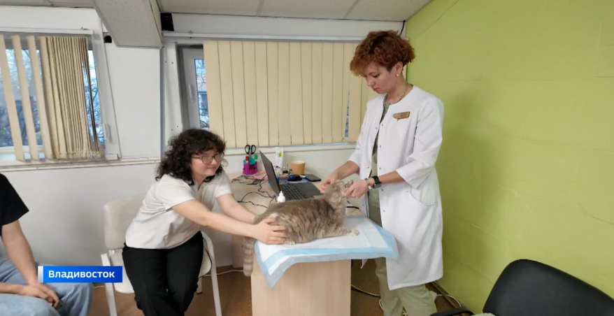 Школьников обучают ветеринарии: во Владивостоке появился специальный класс