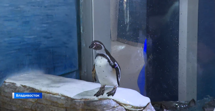 Пингвины Гумбольдта продолжают повышать демографию Приморского океанариума
