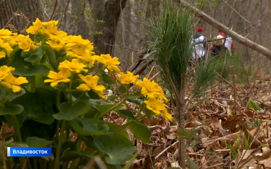 Эти саженцы спустя десятки лет сделают лес на Русской лыжне вечно зелёным