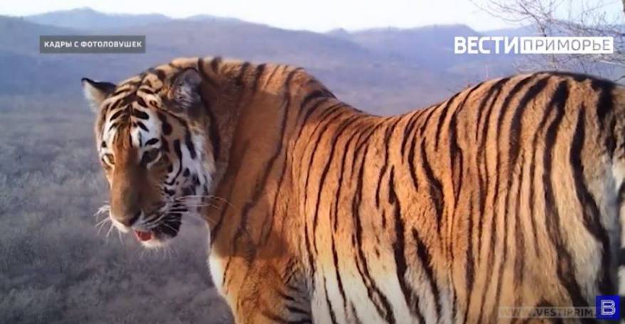 В Приморье заключены под стражу двое мужчин за незаконный оборот частей амурского тигра