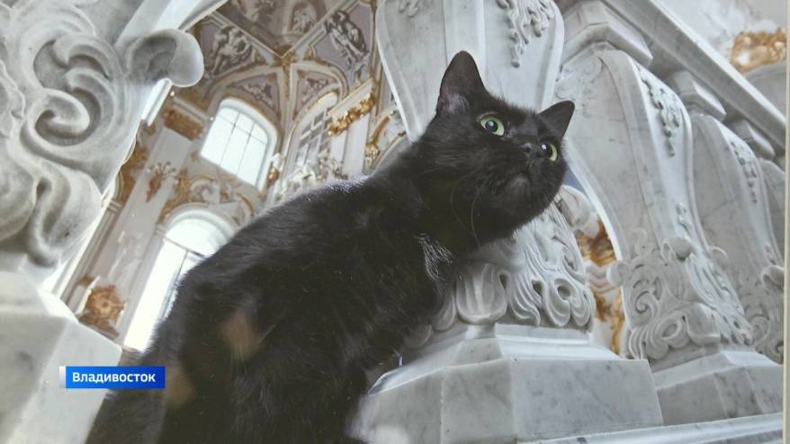 Как обнимаются кошки и собаки, можно увидеть на выставке во Владивостоке