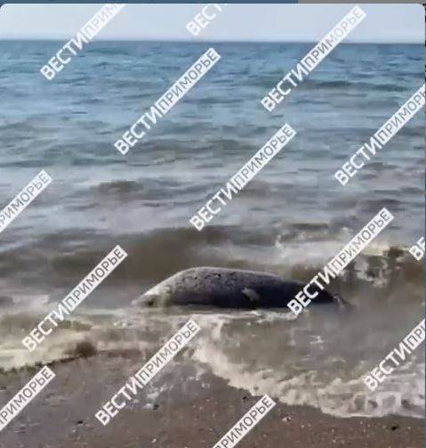 Мертвого тюленя вынесло к берегам Владивостока